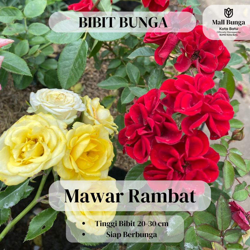 Bibit Bunga Mawar Rambat Merah - Tanaman Hias Mawar Merah Pink Putih Tinggi Bibit 20-30 cm