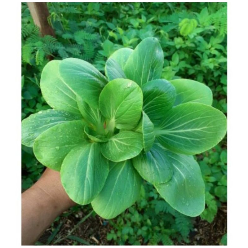 

Tanaman sawi pakhcoy / sawi pakcoy / tanaman sayuran pakcoy (beli 5 gratis 1)
