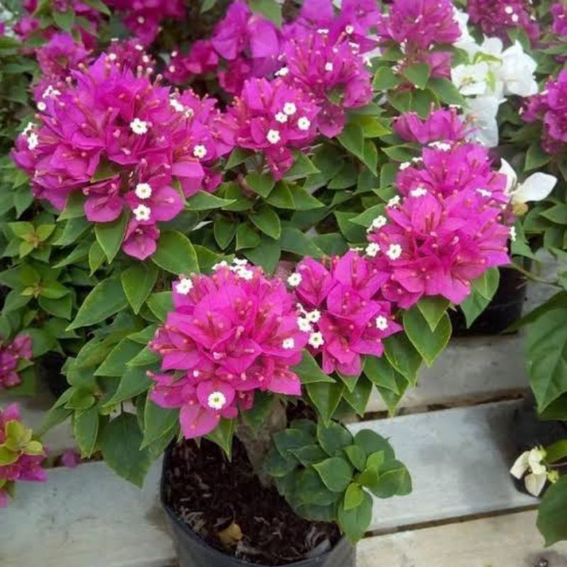 bougenville Singapore pink