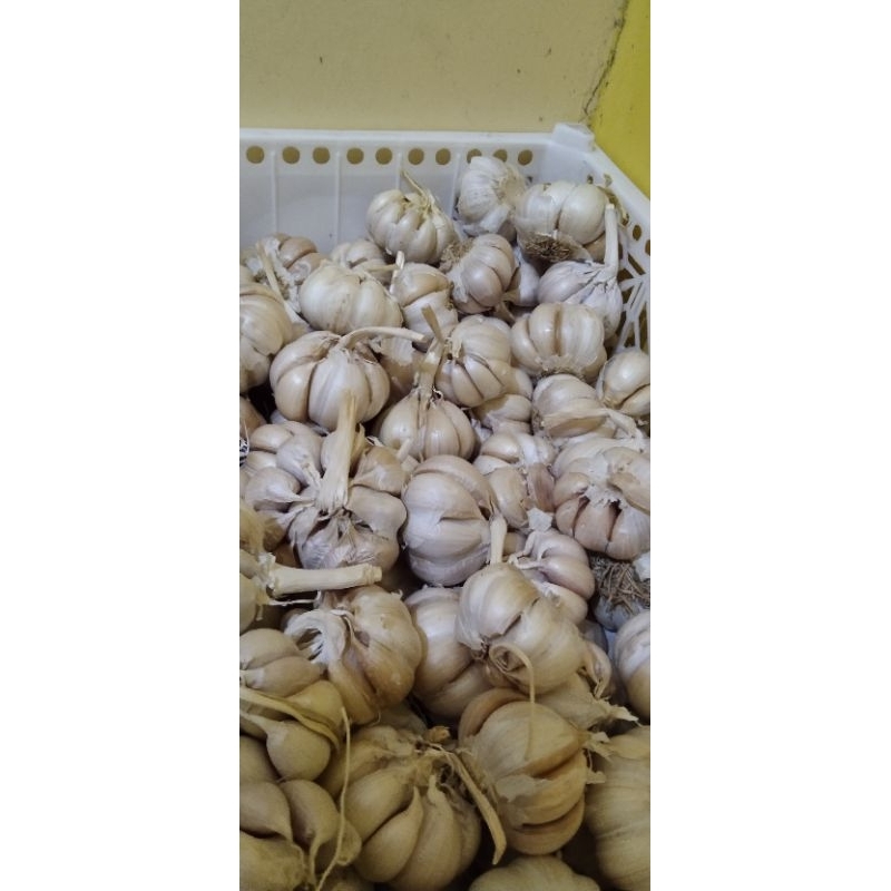 

bawang putih 500 gr