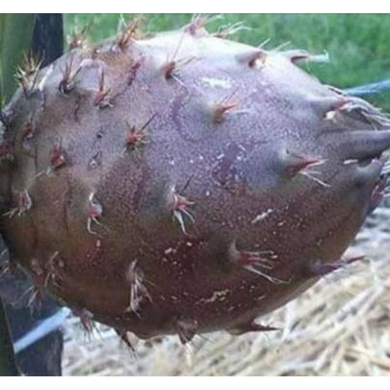 bibit buah naga hitam