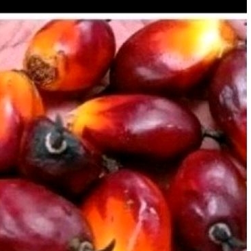 

shopee.co.id/perdijidan buah sawit sgar 1 kg