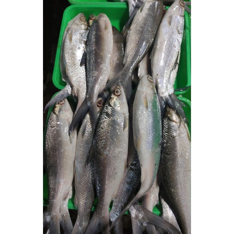 

ikan bandeng segar 1kg isi 2 ekor