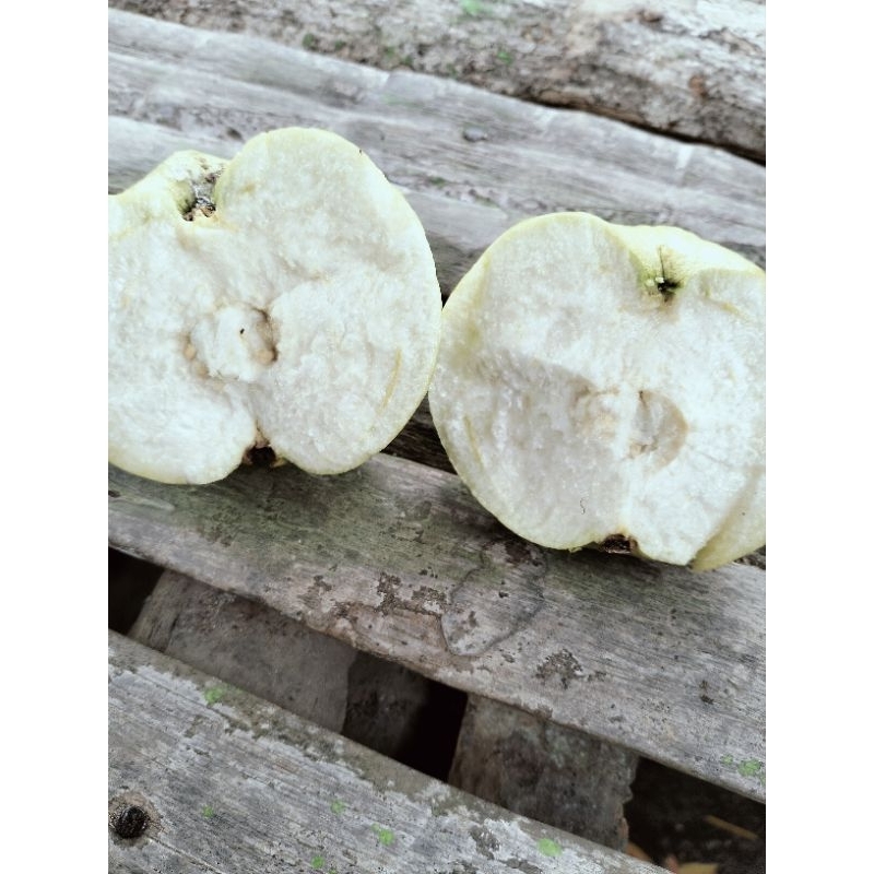 

JAMBU KRISTAL KEMASAN 1KG