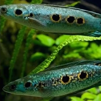 hiasan aquarium chana pleuro