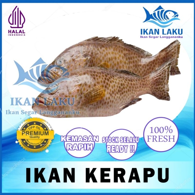 

IKAN KERAPU PREMIUM FRESH TERMURAH BERGARANSI IKAN LAKU IKAN SEGAR IKAN BEKU