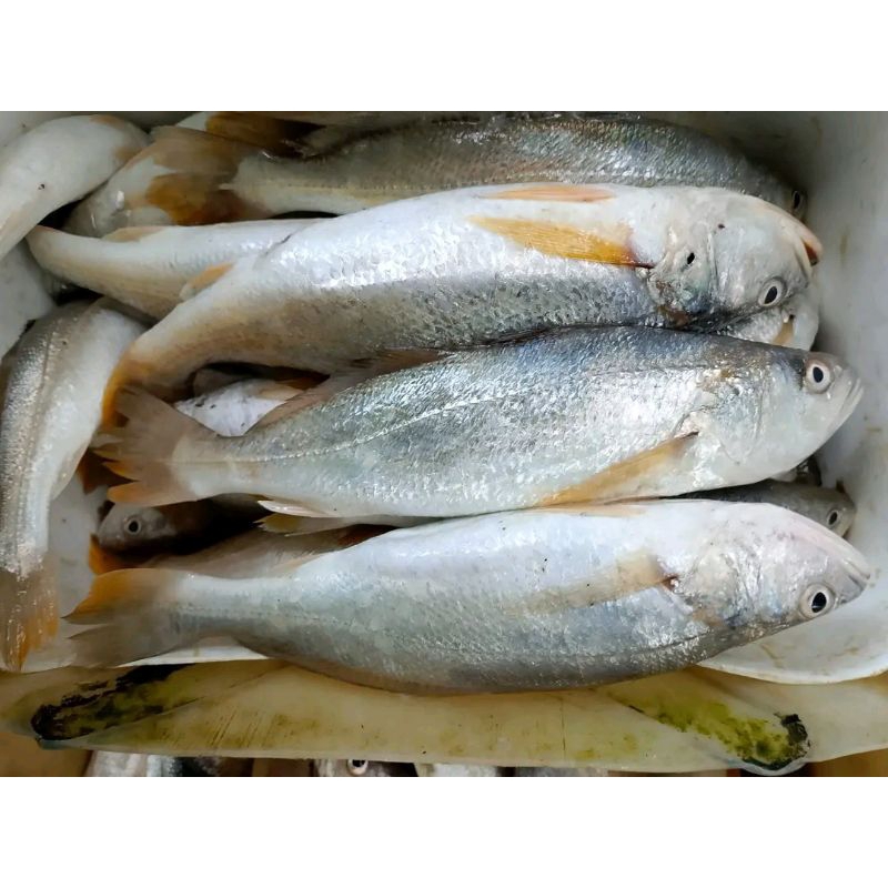 

ikan samge segar/ikan senangin hasil laut 1kg