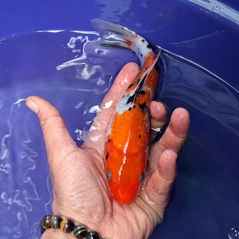 Ikan Koi Blitar Jenis Sanke / Rumah Koi Jakarta / kode 0038