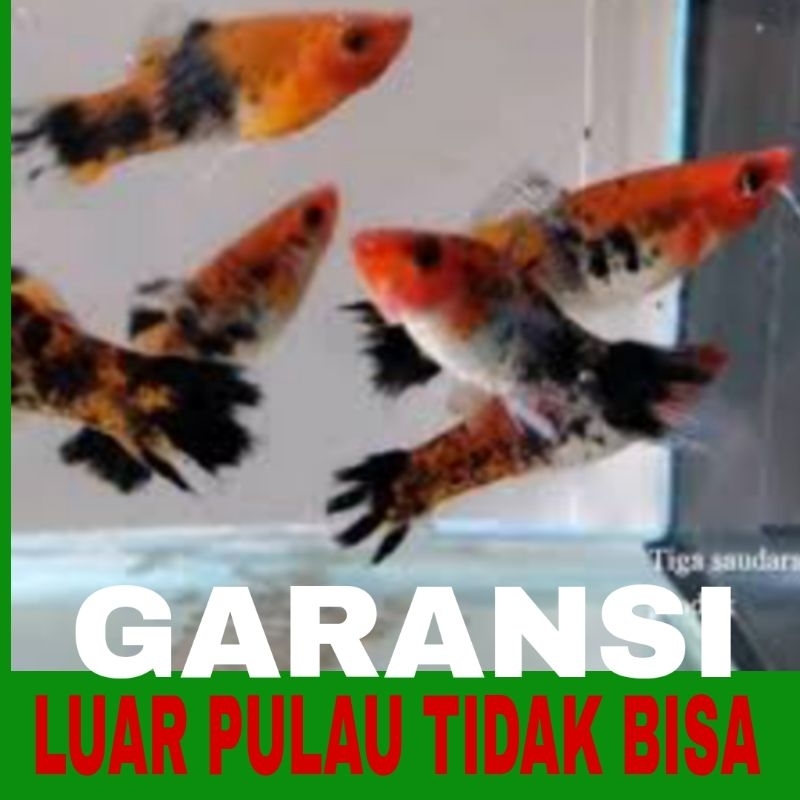 ikan platy sanke 10 pcs