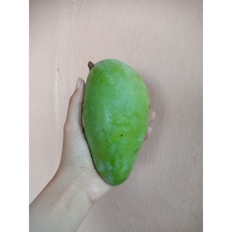 

mangga kiojay kecil 1 buah berat 300-400 gr