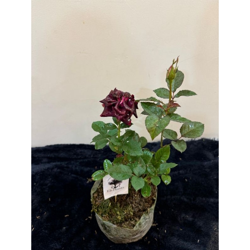 PAKET 3 TANAMAN HIAS MAWAR MERAH, BEGONIA, TEPLAN