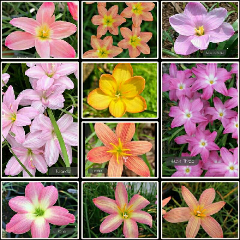 Rainlily Impor / Zephirantes/ Zephyranthes /umbi rain lily