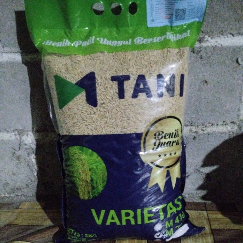 Benih Padi Unggul M70D genjah,umur pendek 75hst sudah panen