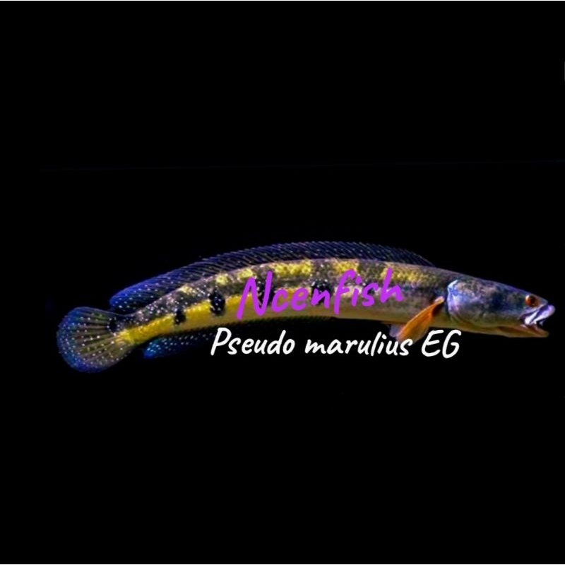 pseudo marulius EG EASTREN GHATS  / WG