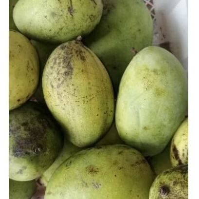 

mangga gadung harumanis 1 kg