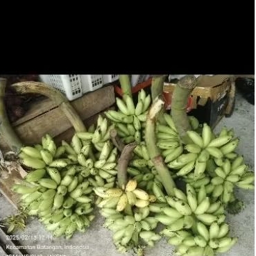 

pisang putri 1 kg
