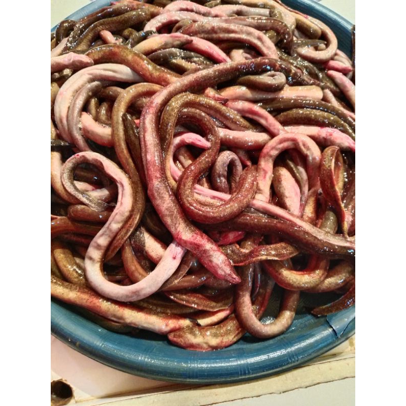 

belut budidaya 500gr mang sayur