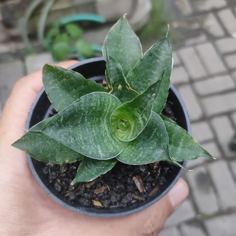 sansevieria hybrid pearsonii x cordova