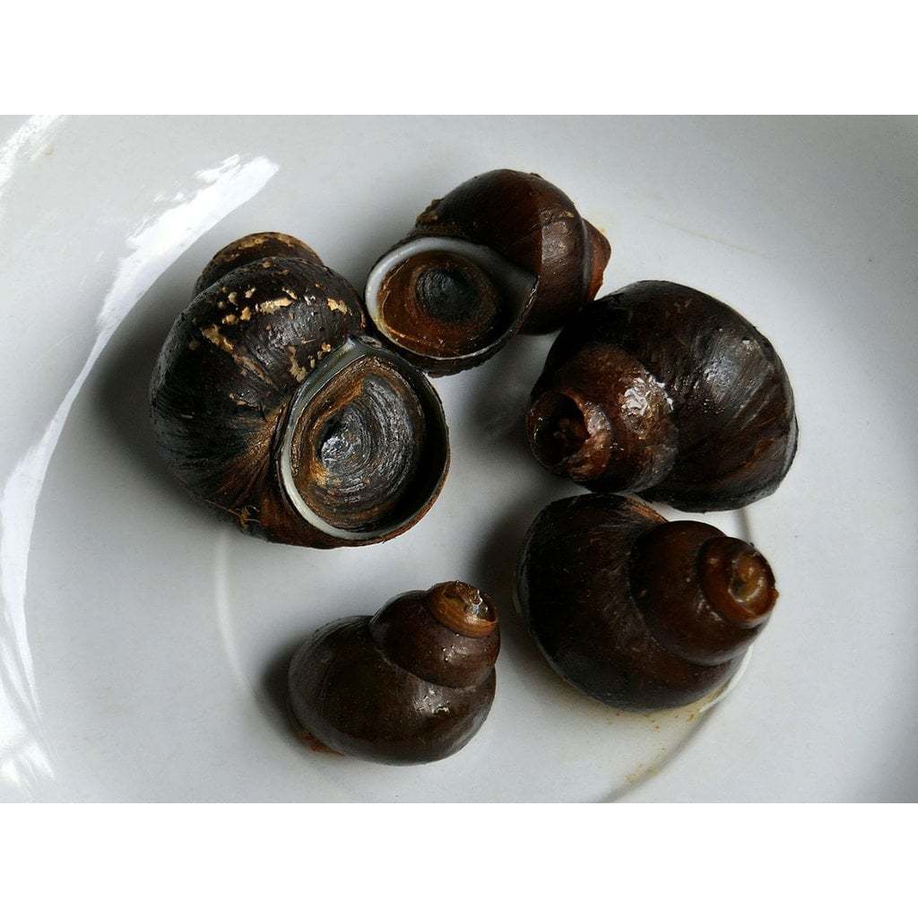 Tutut Frozen Beku Ori & Pedas