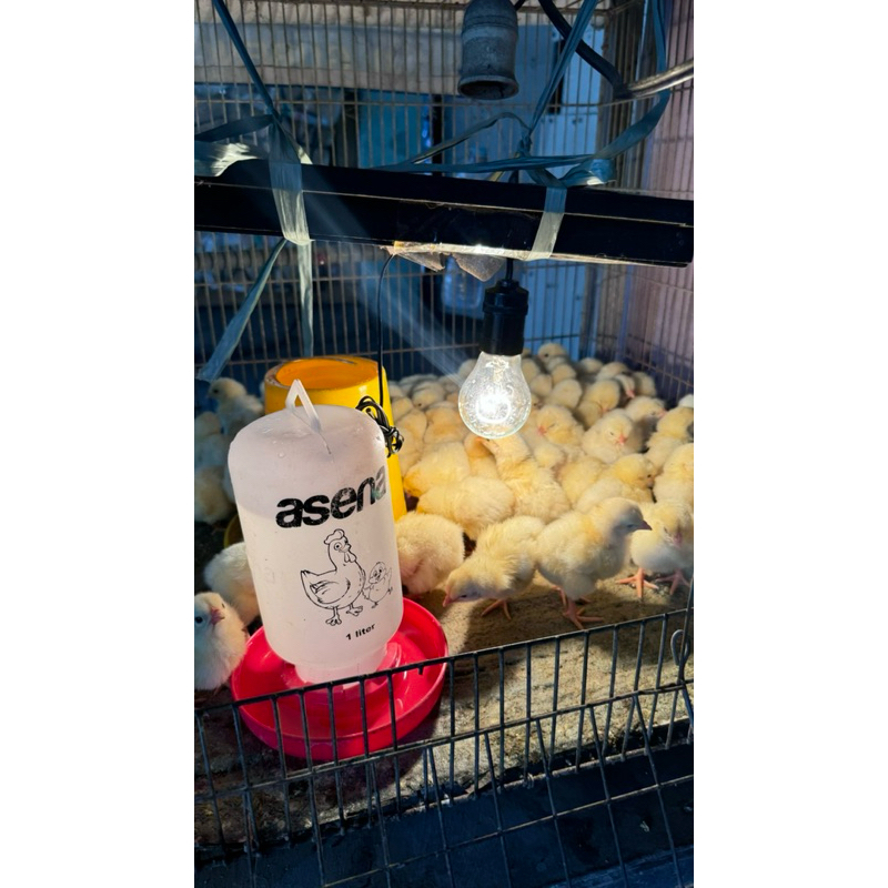 ayam anak petelur free pakan