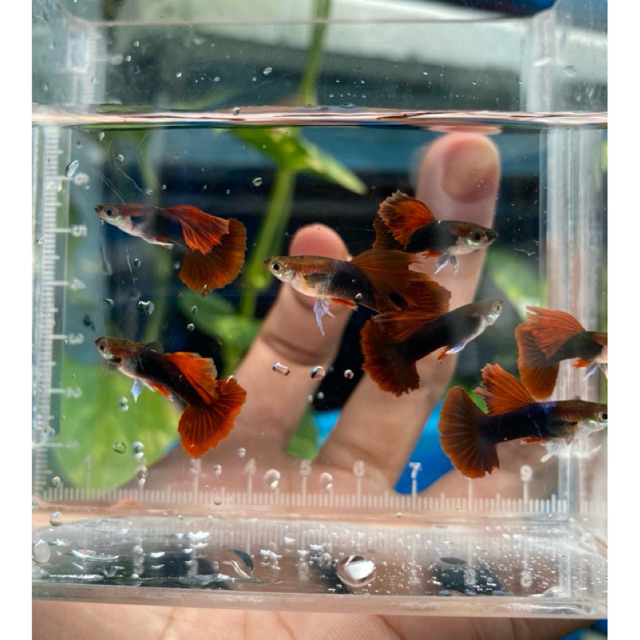Hiasan aquarium ikan Guppy HB Rose Tail