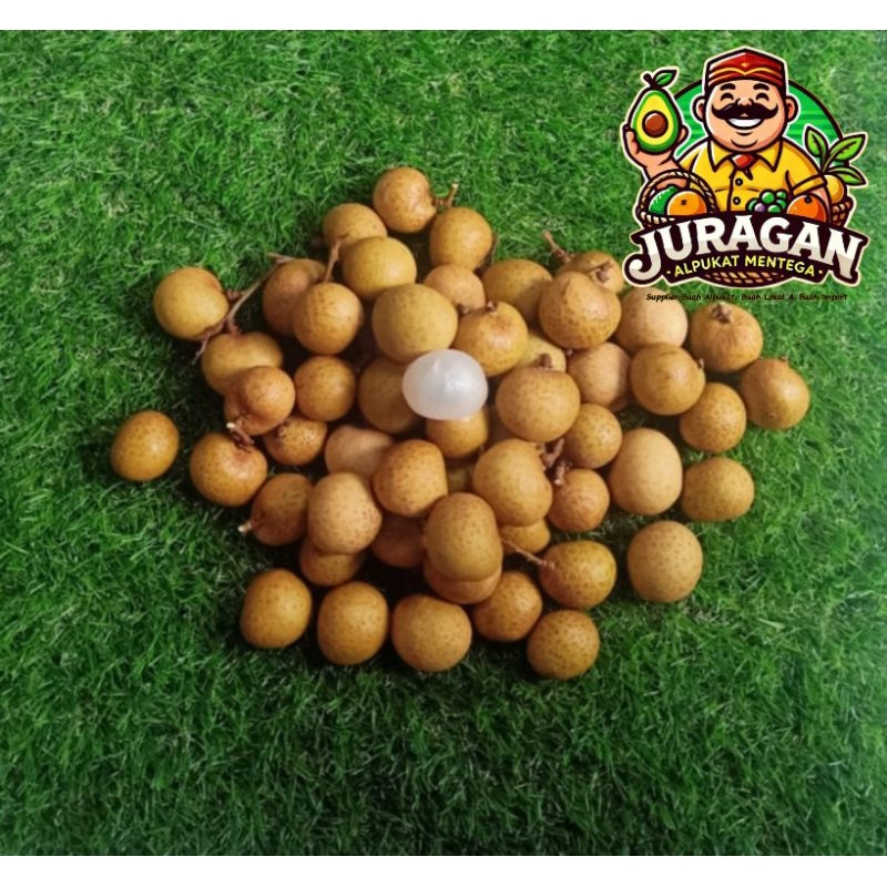 

Kelengkeng Lengkeng Bangkok Manis Tanpa Tangkai Fresh Longan / Buah Kelengkeng Bangkok Manis