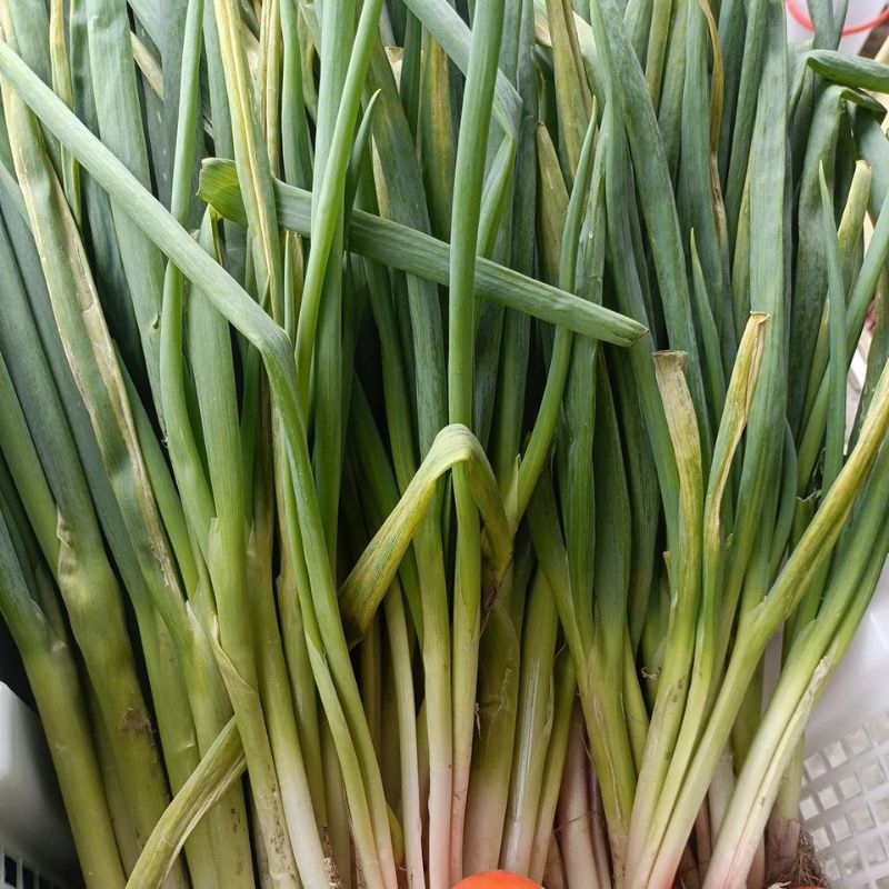 

Daun Bawang