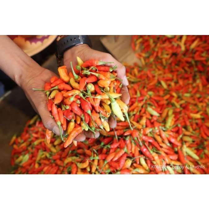 

Cabe Rawit Merah Segar 500g-1kg