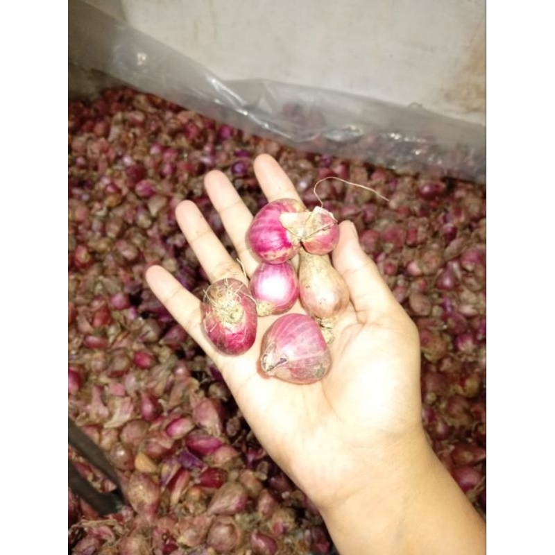 

BAWANG MERAH MURAH 1kg an
