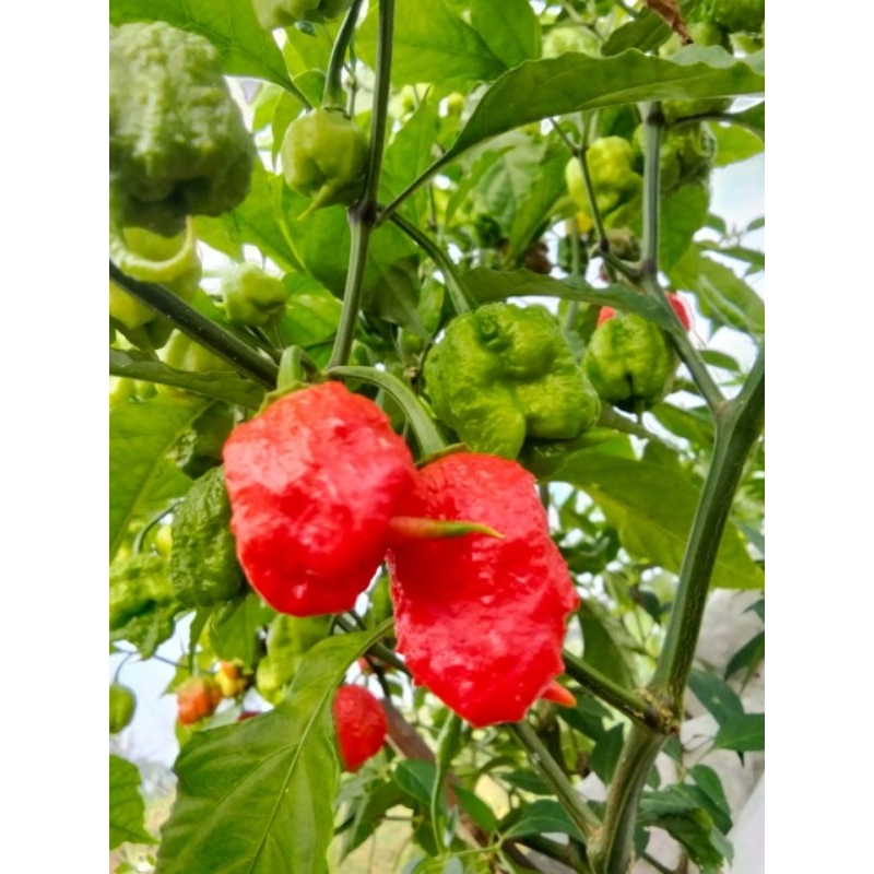 

Cabe Terpedas di dunia / Cabe Carlina Reaper / Cabe Carolina Reaper