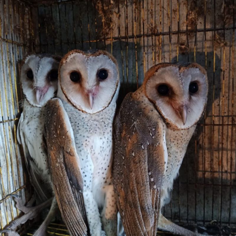 BURUNG HANTU TYTO ALBA