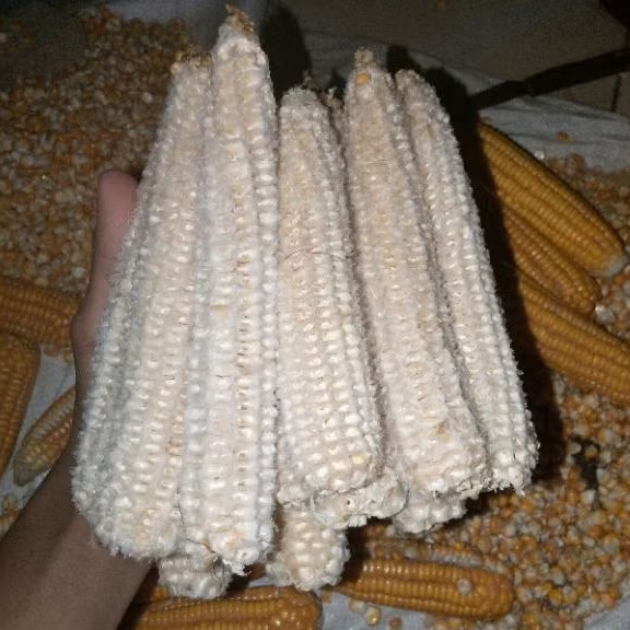

BONGGOL JAGUNG/JANGGEL JAGUNG KERING 1KG, MURAH BERKUALITAS