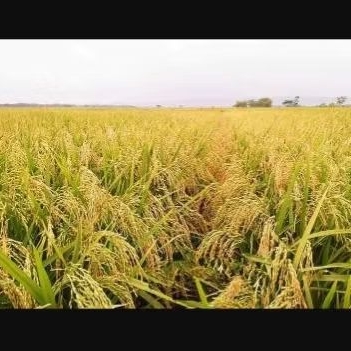 BENIH PADI INPARI 42 UNGGUL kemasan 1KG