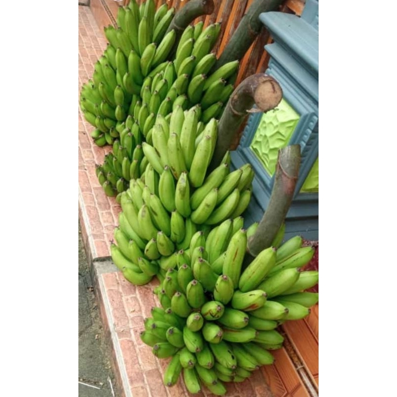 

pisang ambon 1 tangkep
