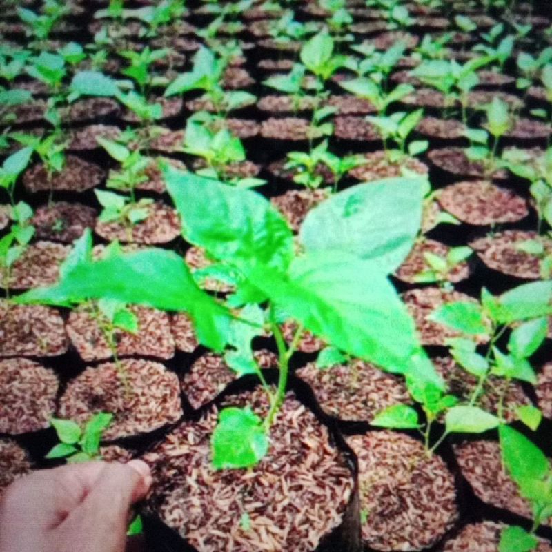 Bibit cabutan cabe rawit siap tanam umur 2 bulan