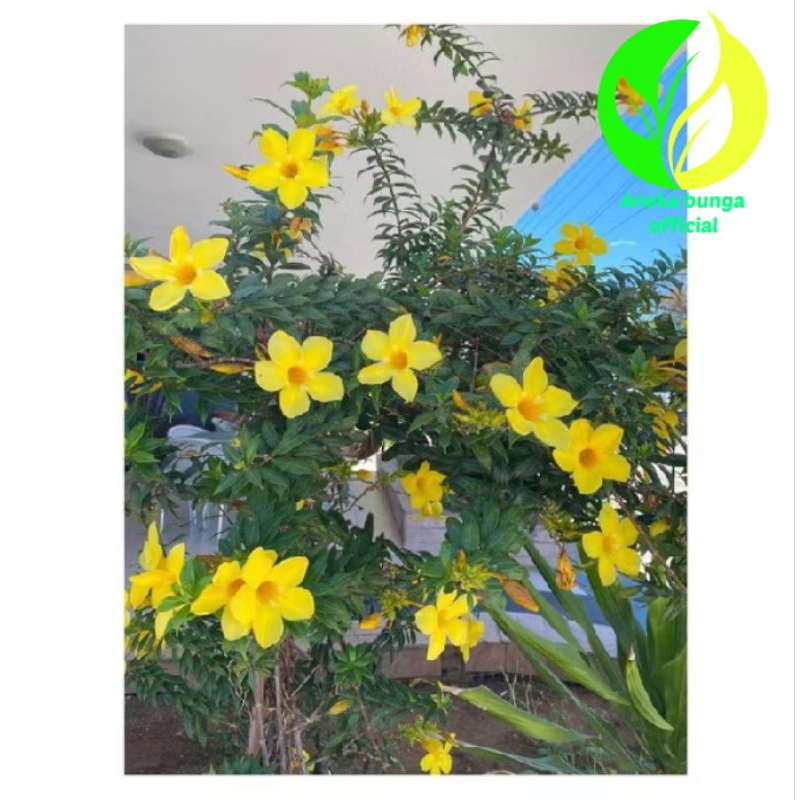 Tanaman bunga Alamanda kuning / pohon alamanda bunga kuning