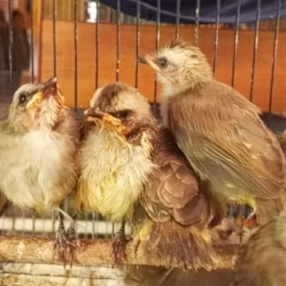 lolohan mandiri burung trucuk Jawa Timur