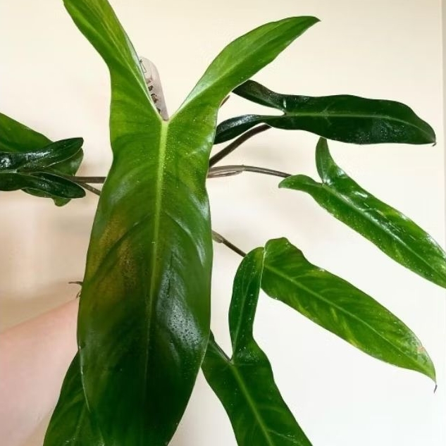 Tanaman Hias Philodendron Mexicanum / Tanaman Indoor Philo Mexicanum / Tanaman Hidup Philodendron Me