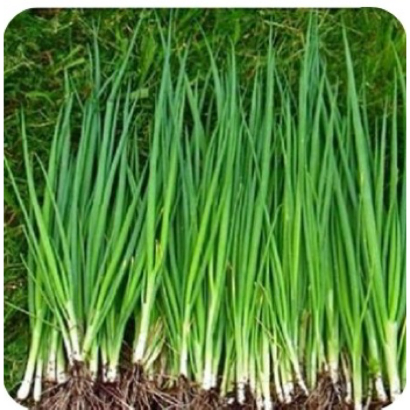 

Daun Bawang Kecil - 500gram