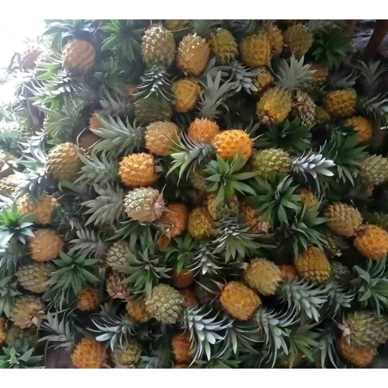 

Promo Beli 10 dapet 11 Nanas madu pemalang ( Harga 1 Buah )