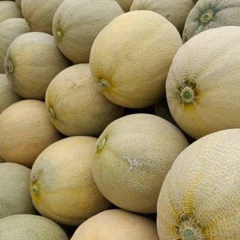 

Buah melon 3kg-+/ buah melon -+3kg