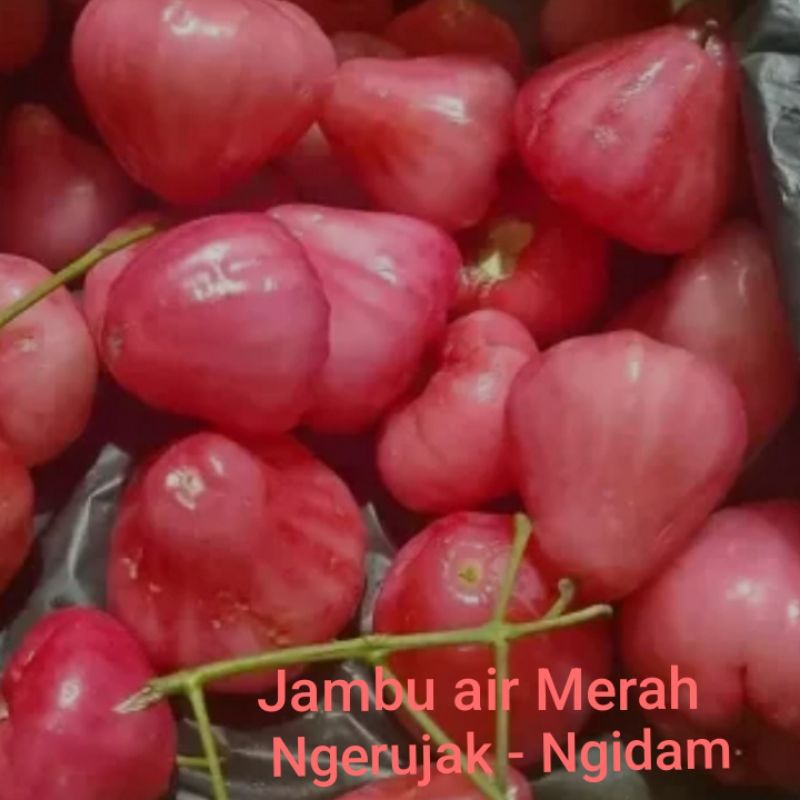 

JAMBU AIR NGERUJAK FRESH ( 500 GR ) COCOK UNTUK BUMIL