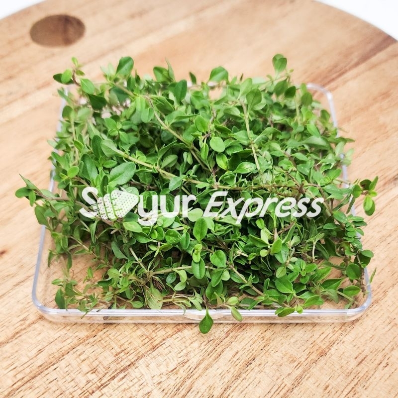 

KIRIM INSTAN Daun Thyme Segar 10gr