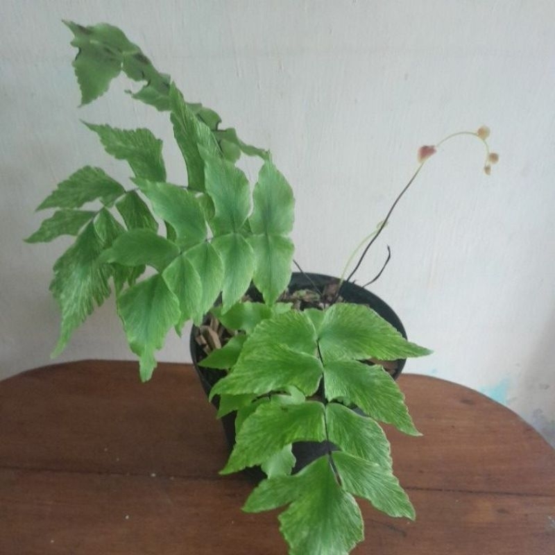 suplir kupu kupu varigata pesanan ibu meita