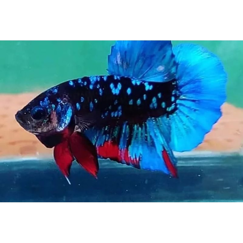 Avatar gordon/Avatar Cooper