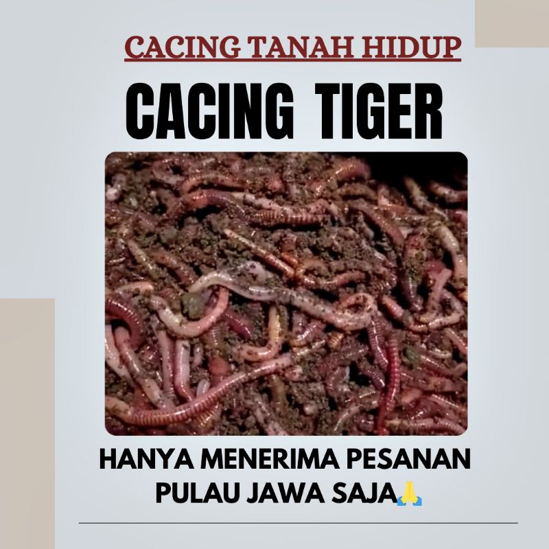 CACING TIGER CACING TANAH HIDUP