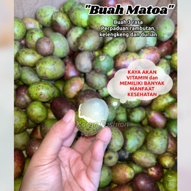 

Buah Matoa Segar Tanpa Ranting