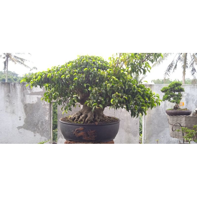 Bonsai Ficus Beringin