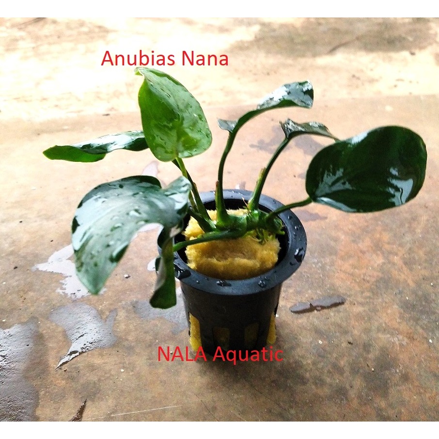 Anubias Nana