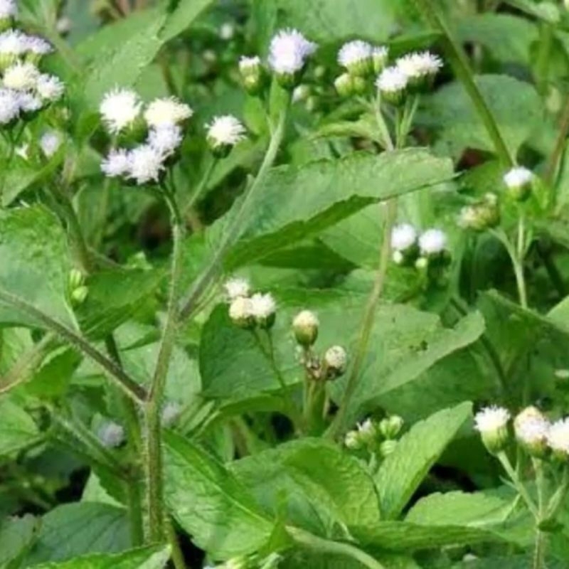 

200 gram bandotan / tanaman babandotan segar / daun babandotan segar / tanaman herbal babandotan segar.